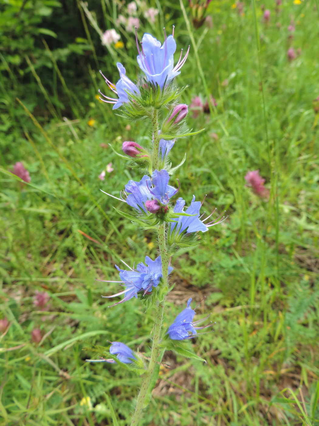 Изображение особи Echium vulgare.