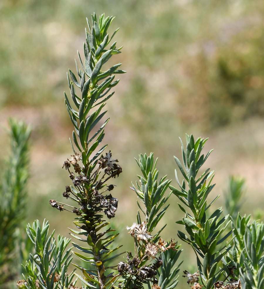 Изображение особи Euryops lateriflorus.