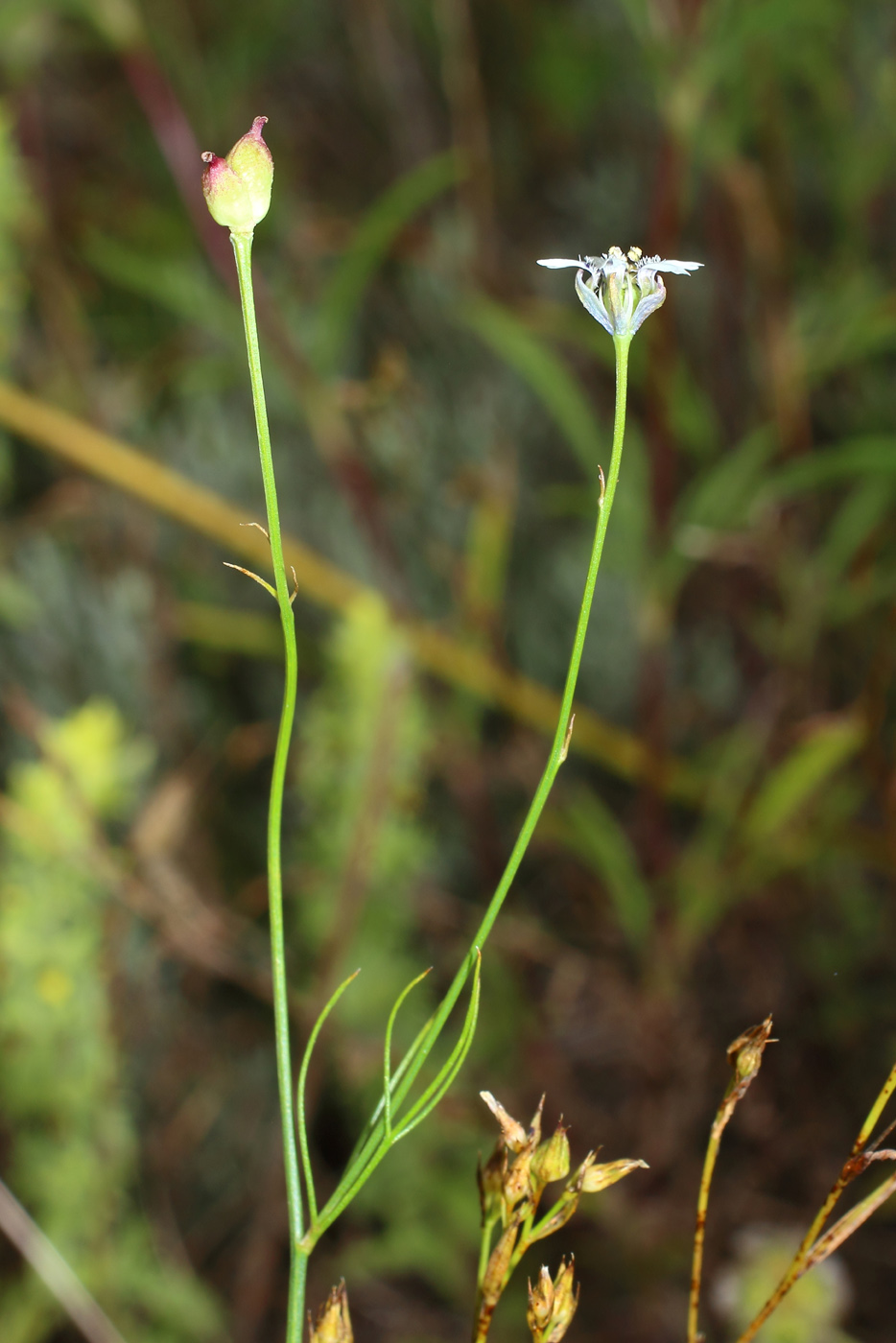 Image of Garidella nigellastrum specimen.