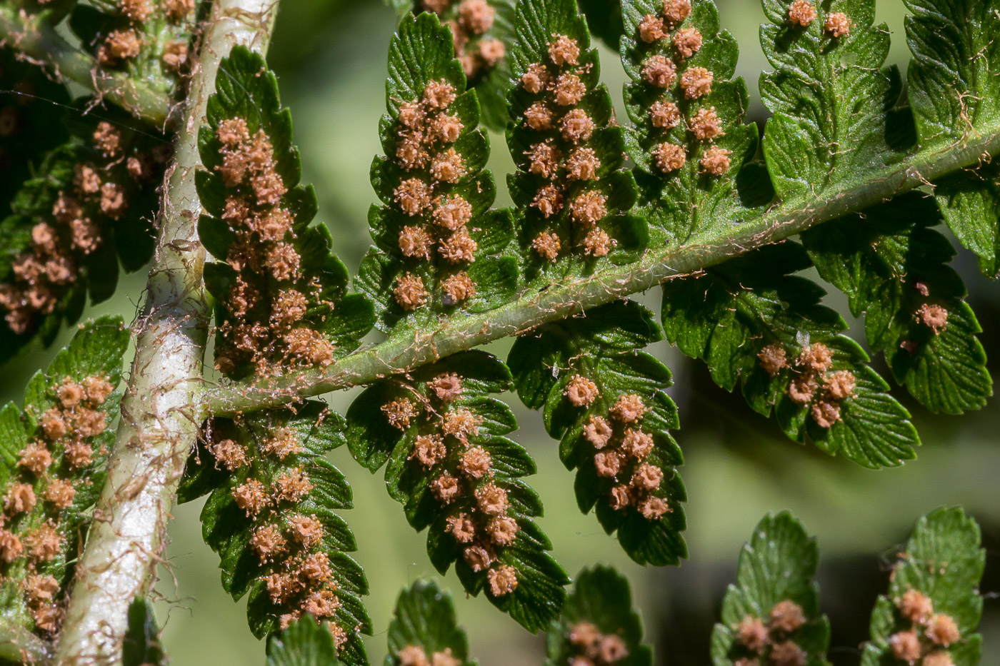 Image of Dryopteris carthusiana specimen.