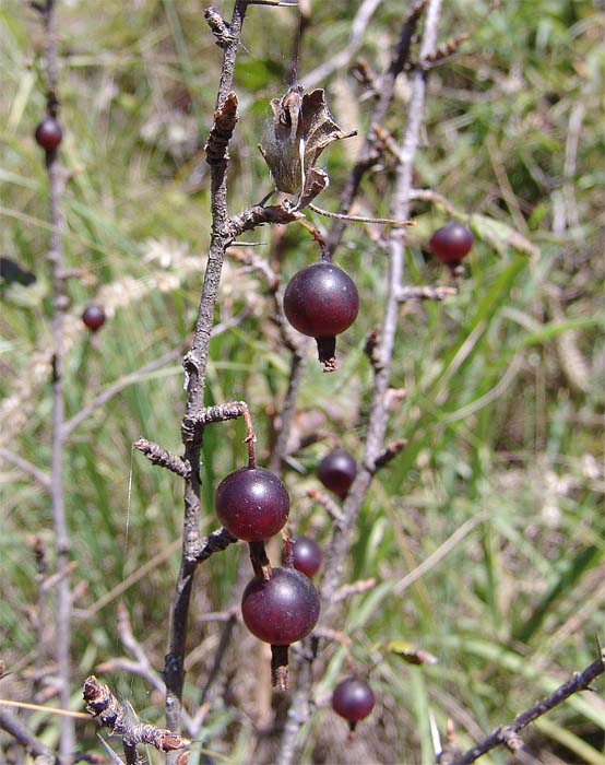 Изображение особи Grossularia reclinata.