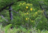 Dasiphora flava. Цветущее растение. Приморский край, Ольгинский р-н, окр. с. Серафимовка, гора Белая, известняковые скалы. 06.07.2022.