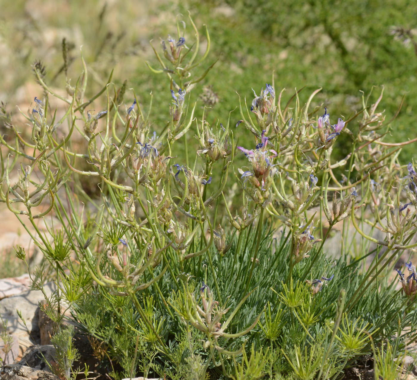 Image of Astragalus falcigerus specimen.