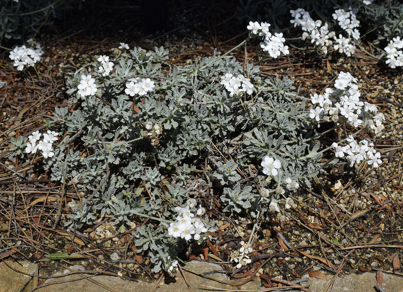 Изображение особи Achillea umbellata.