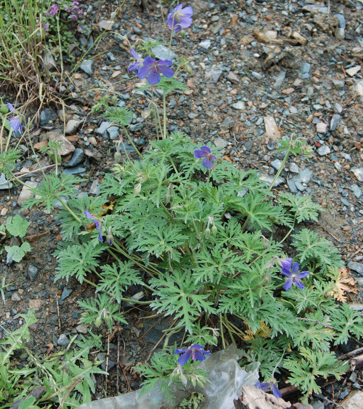 Изображение особи Geranium pratense.