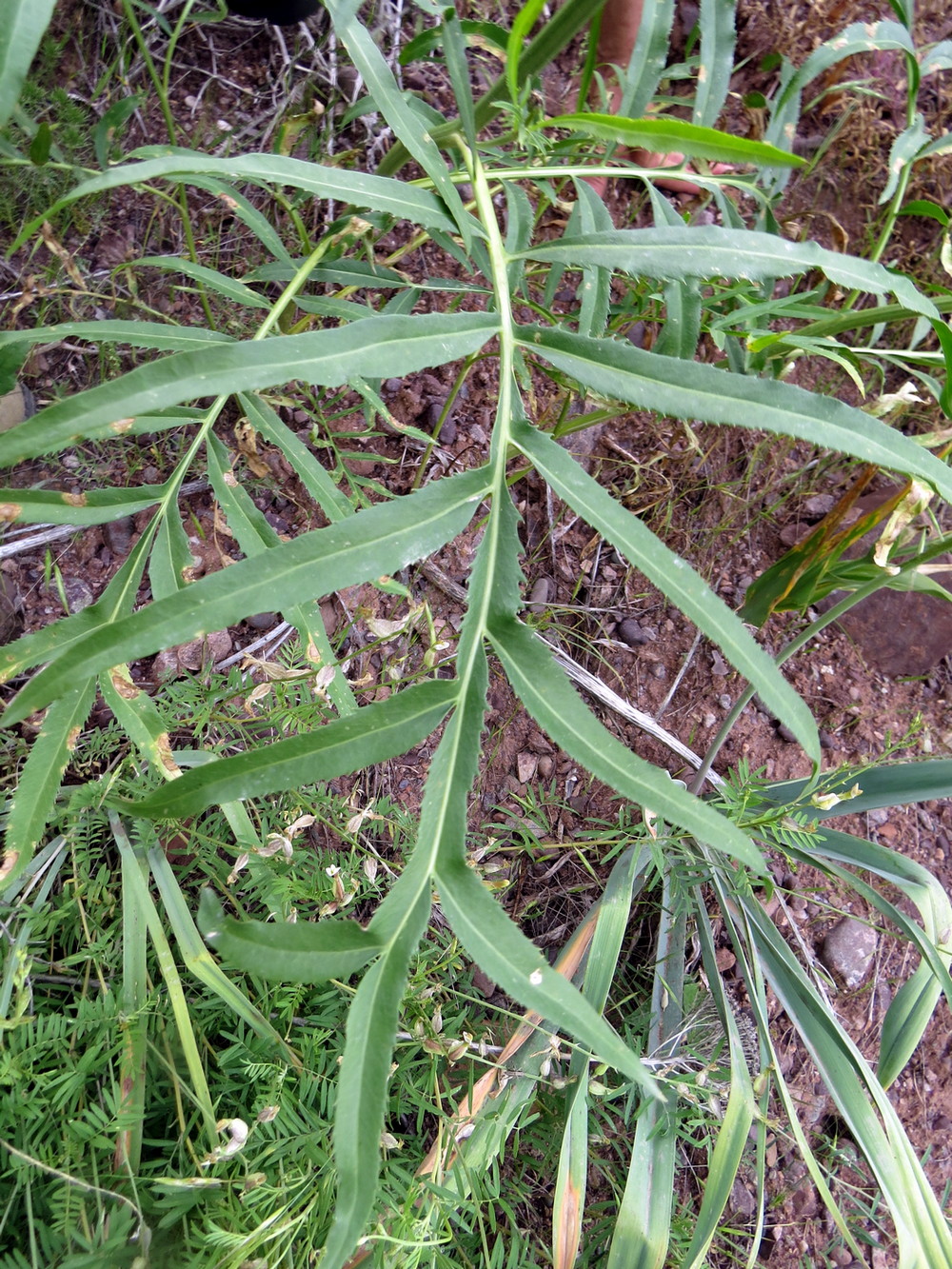 Image of Rhaponticoides gontscharovii specimen.