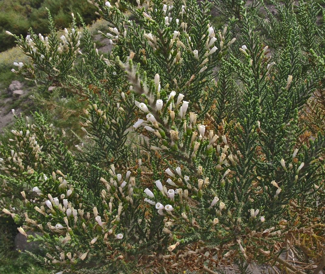 Image of Fabiana imbricata specimen.