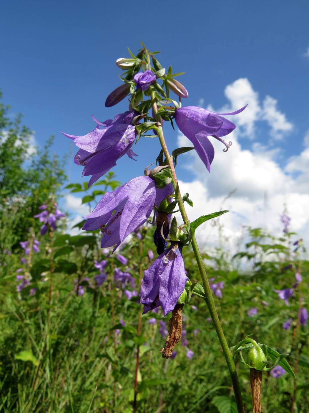 Image of Campanula rapunculoides specimen.