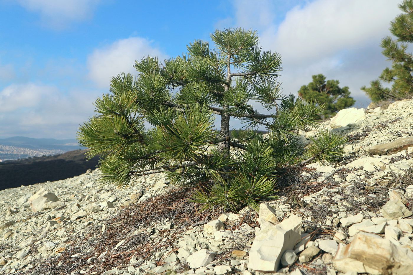 Image of Pinus pallasiana specimen.