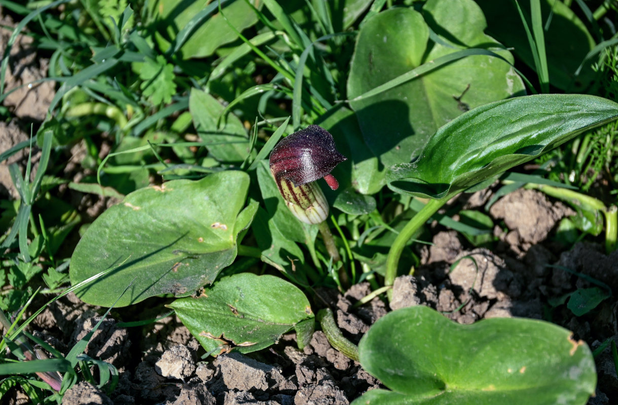 Изображение особи Arisarum simorrhinum.