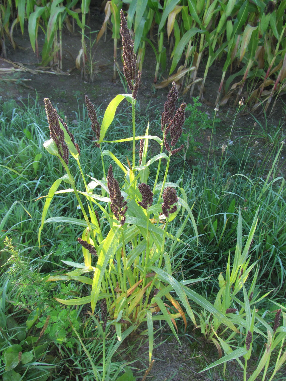 Image of Echinochloa esculenta specimen.