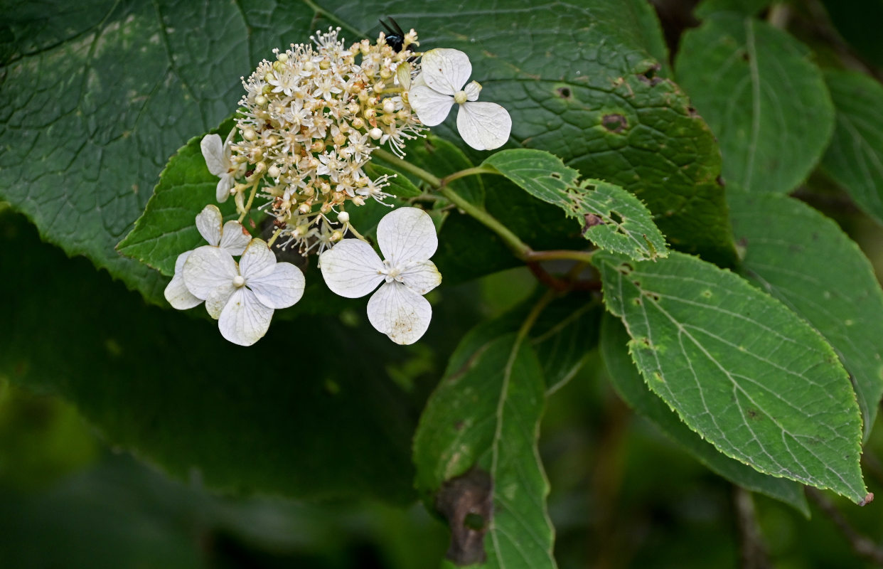 Image of Hydrangea paniculata specimen.