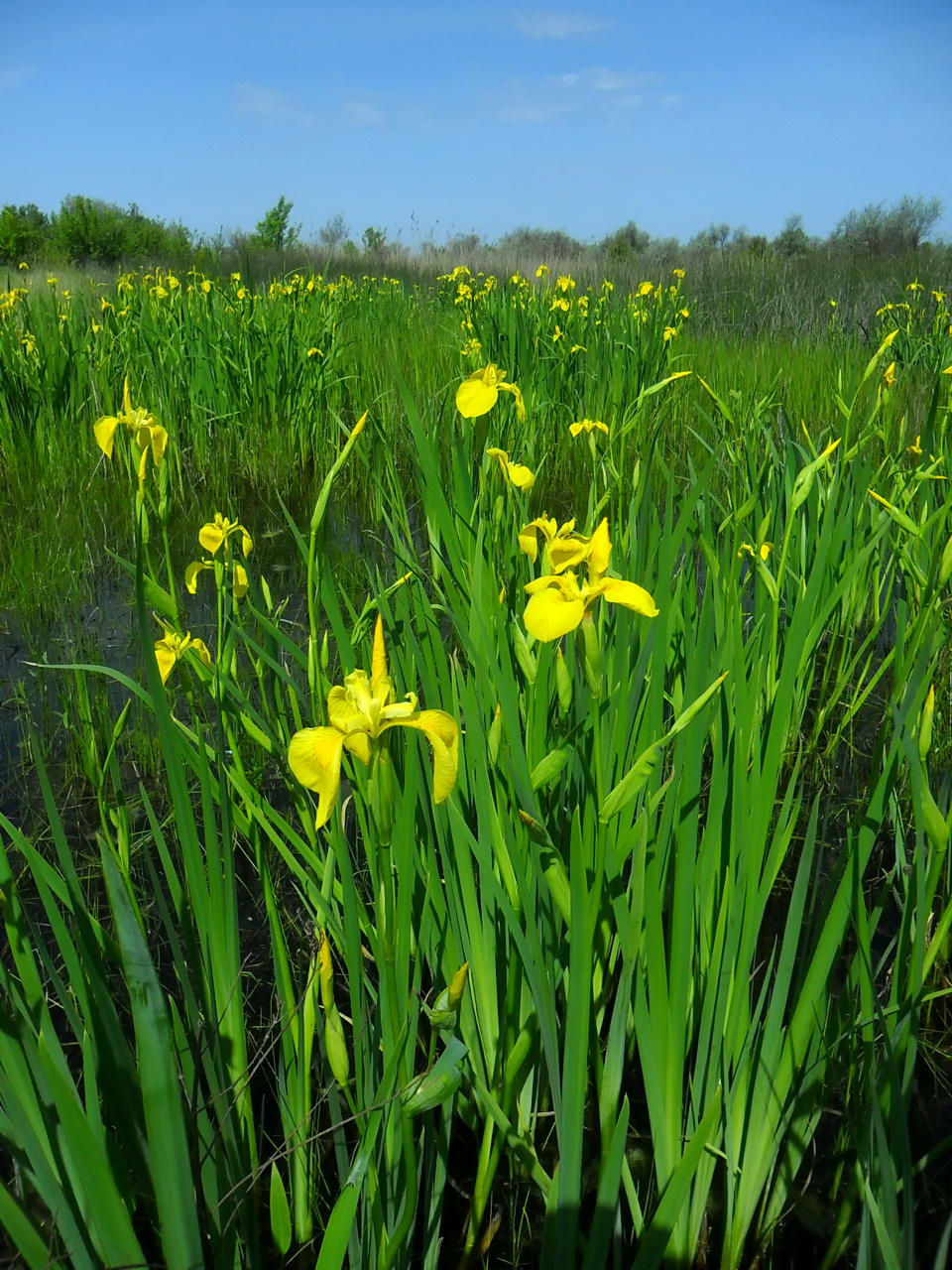 Image of Iris pseudacorus specimen.