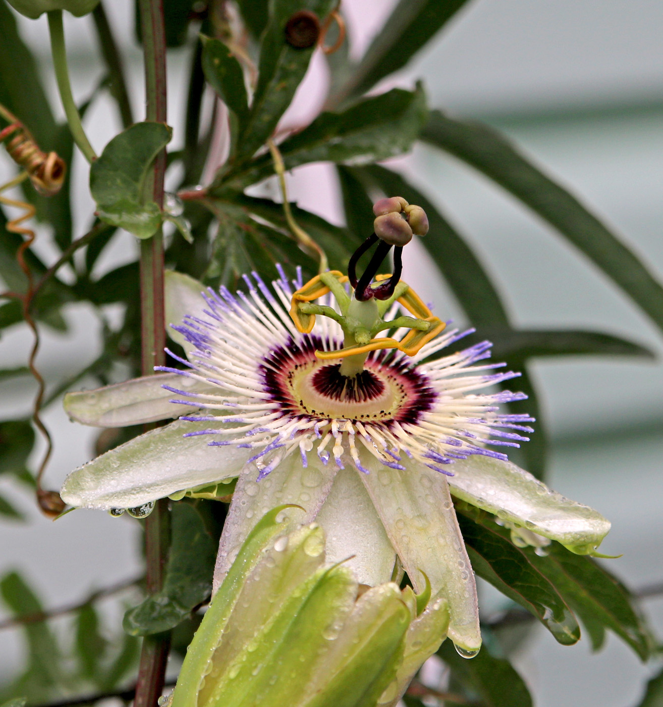 Изображение особи Passiflora caerulea.