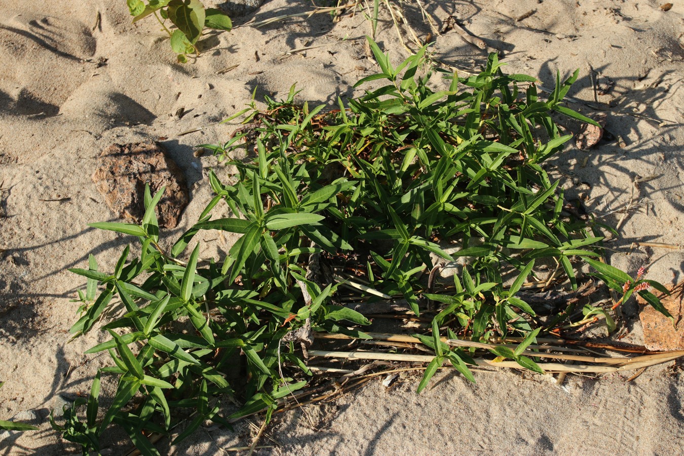 Image of Persicaria amphibia specimen.