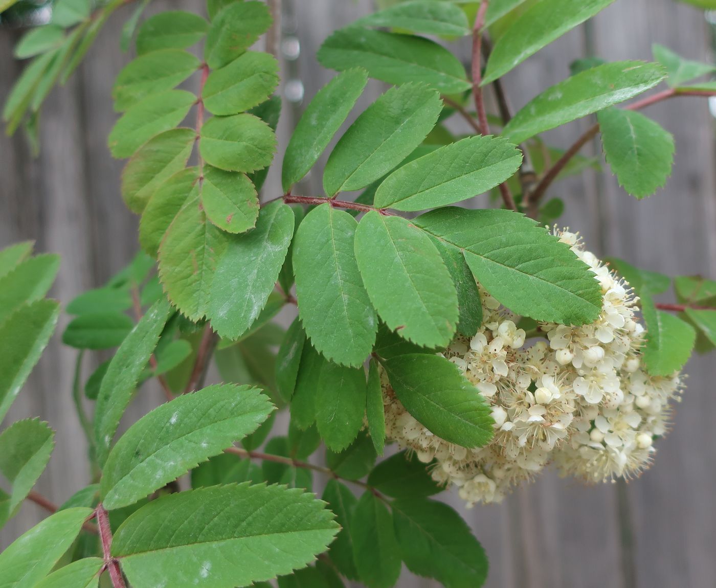 Изображение особи род Sorbus.