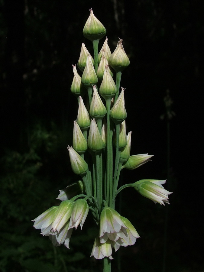 Image of Nectaroscordum bulgaricum specimen.