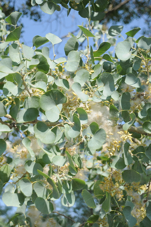 Изображение особи Populus pruinosa.