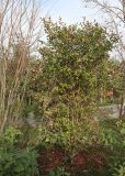 Camellia japonica. Цветущее растение. Краснодар, парк \"Краснодар\", Японский сад, в культуре. 01.01.2024.