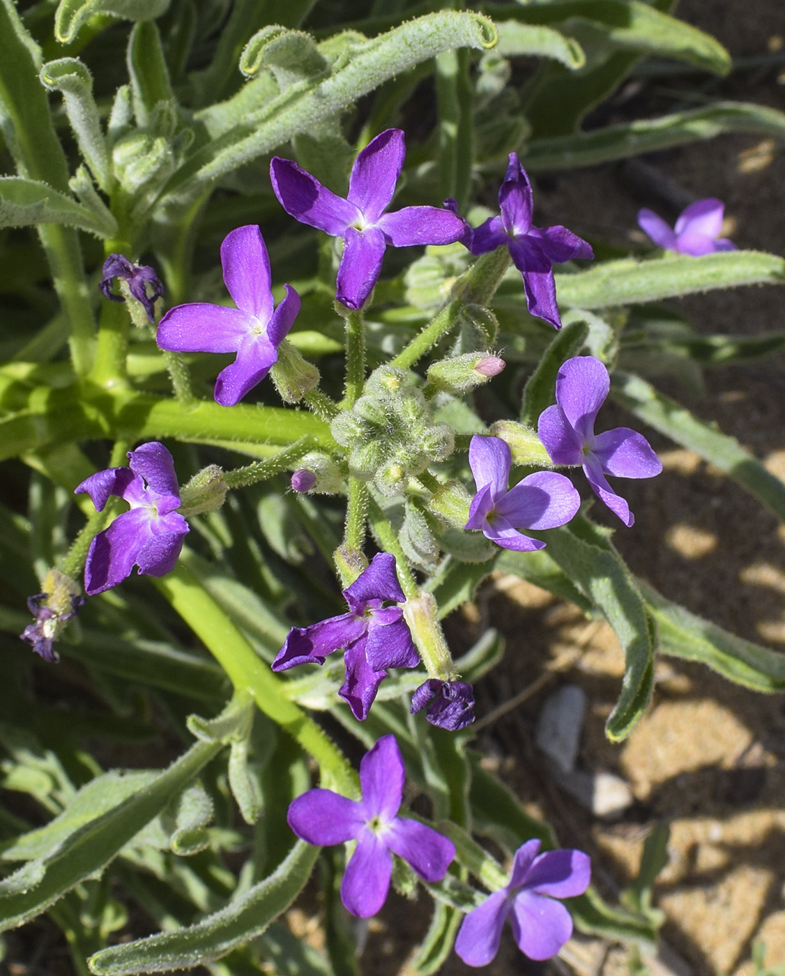 Изображение особи Matthiola sinuata.