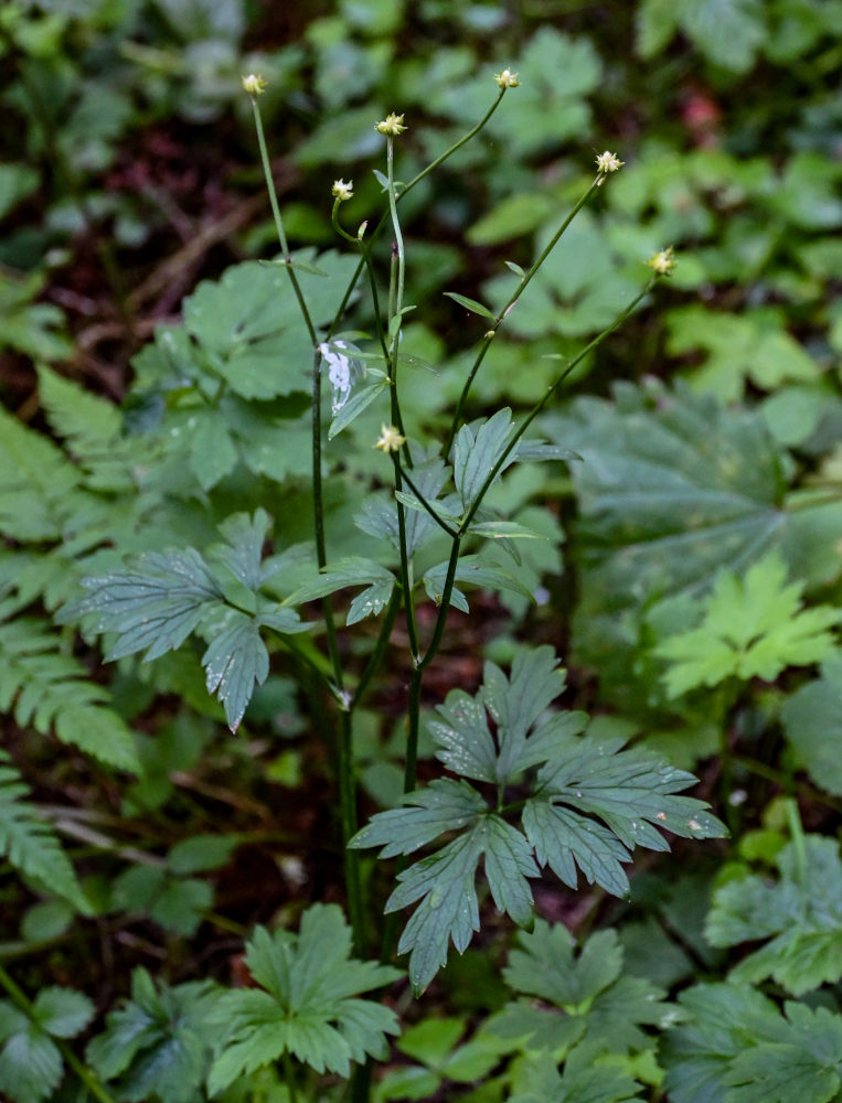 Image of Ranunculus repens specimen.