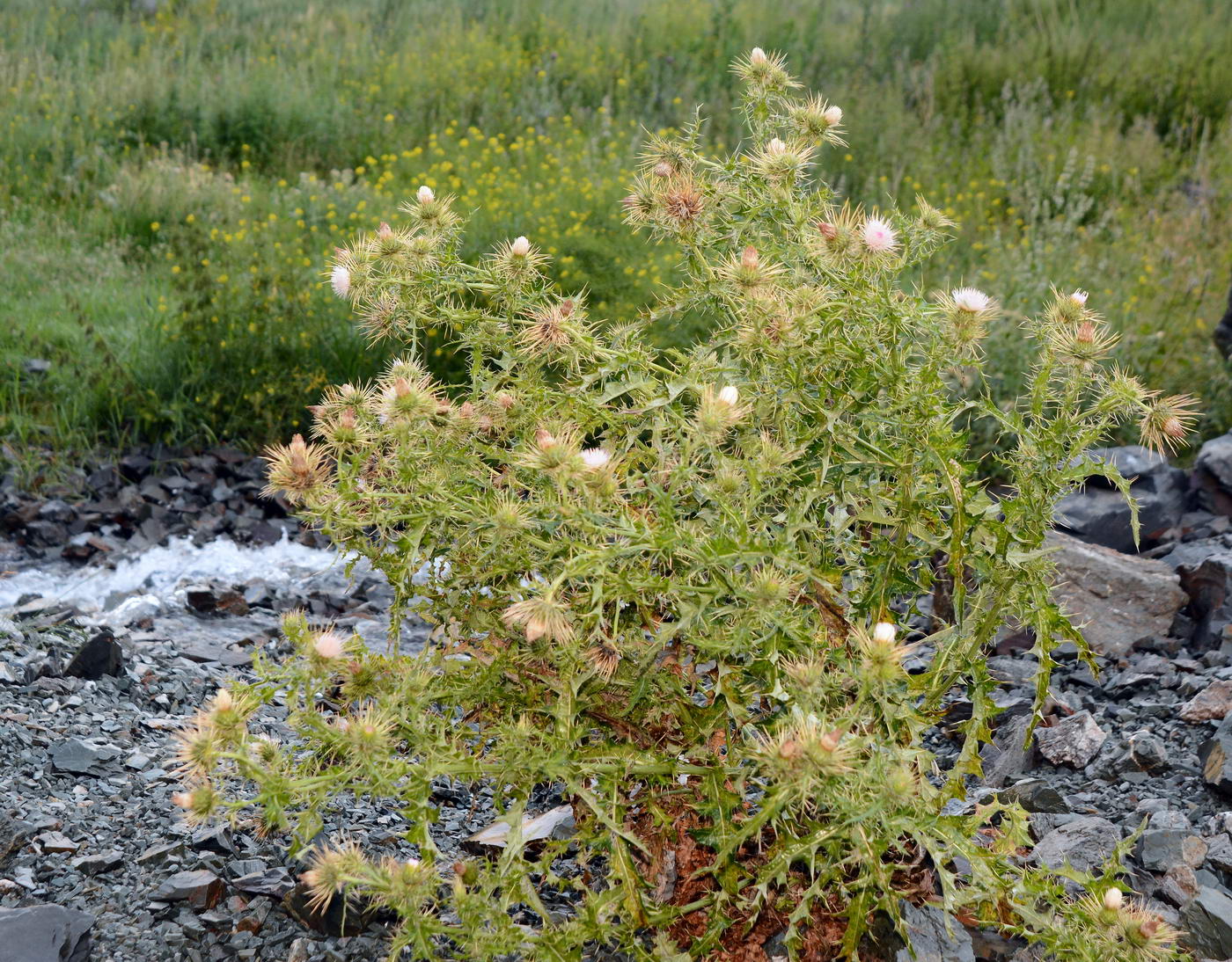 Изображение особи Cirsium semenowii.