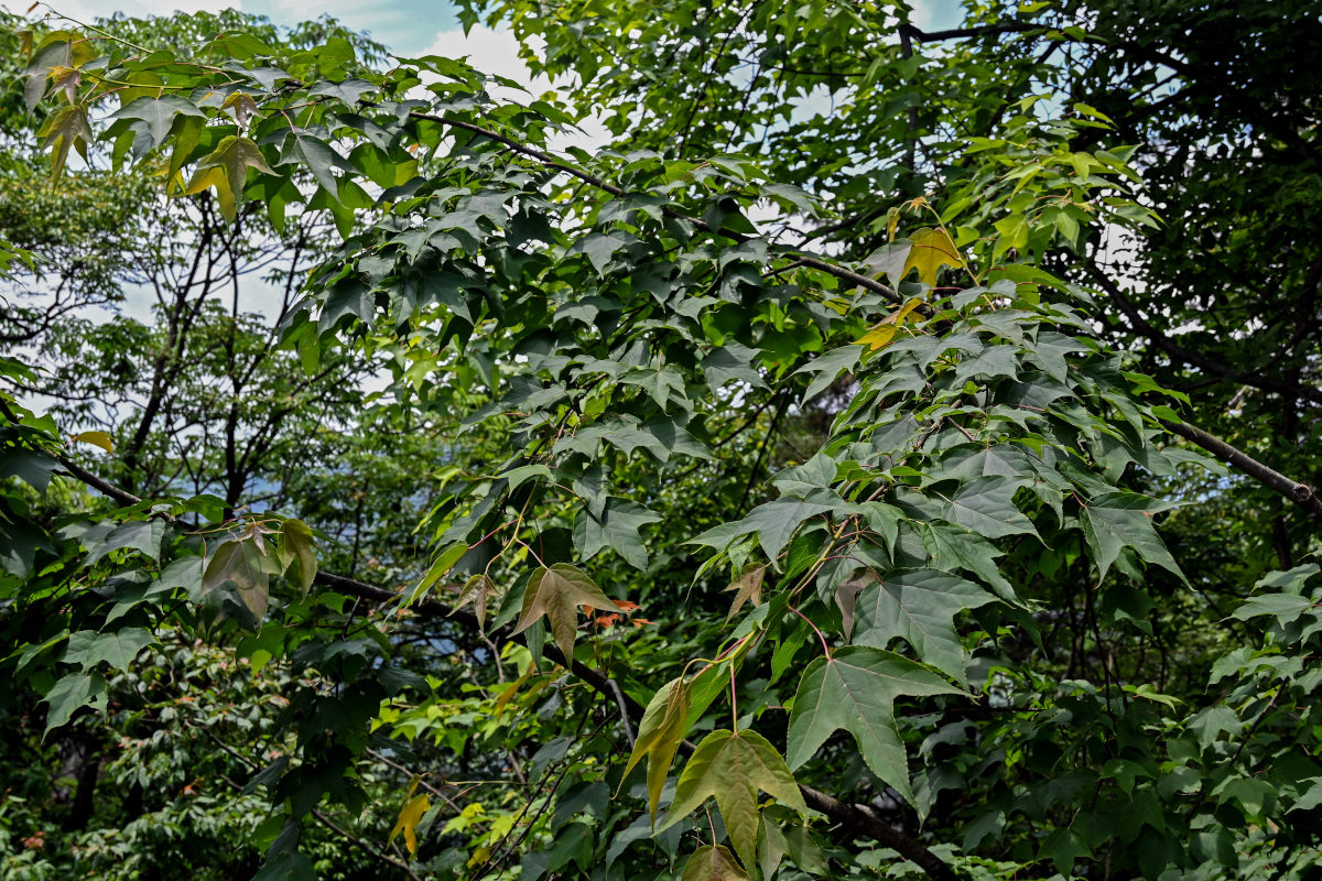 Image of Liquidambar formosana specimen.