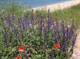 Salvia tesquicola. Верхушка цветущего растения в сообществе с Papaver rhoeas, Securigera varia. Краснодарский край, Темрюкский р-н, окр. станицы Голубицкая, берег Азовского моря, вдоль дорожки по береговому склону. 09.06.2021.