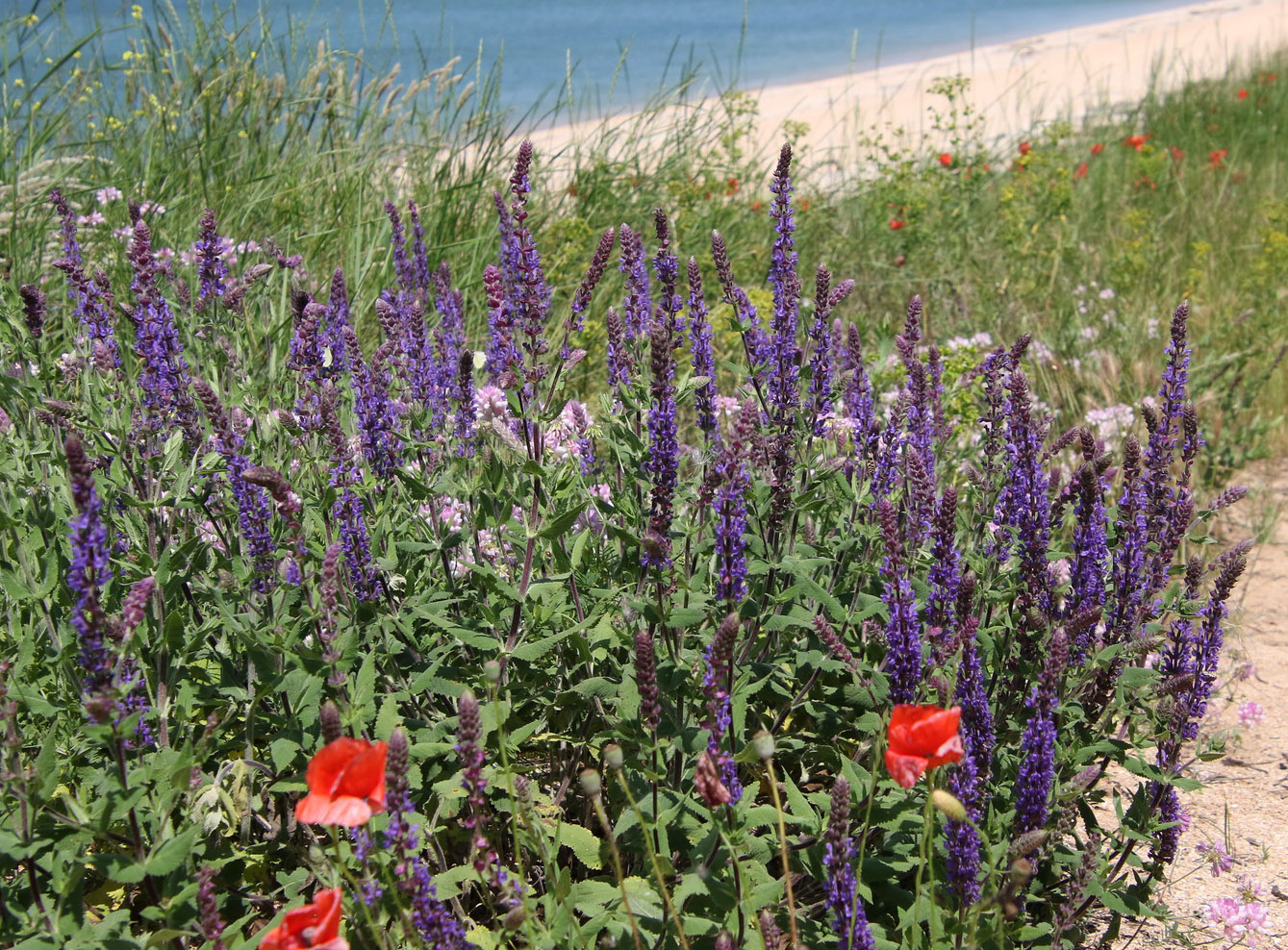 Image of Salvia tesquicola specimen.