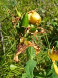 Hypericum ascyron