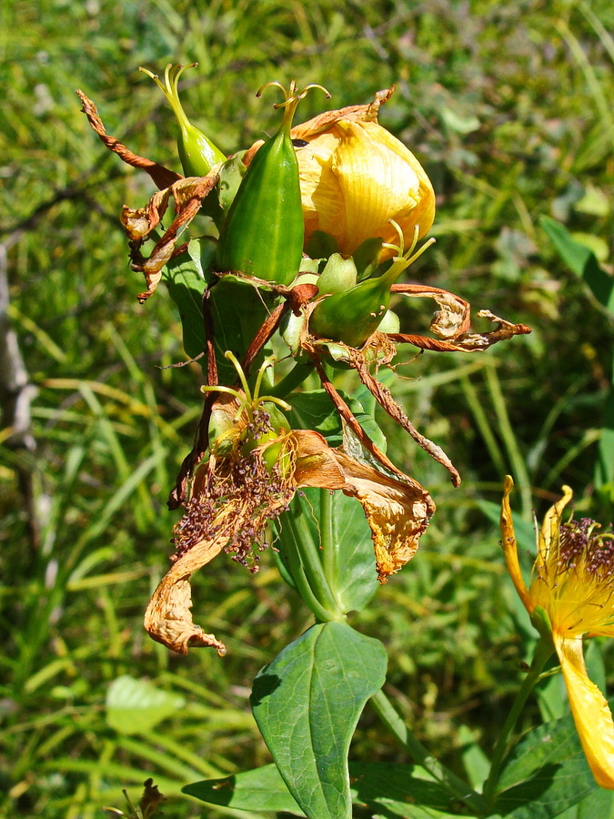 Изображение особи Hypericum ascyron.