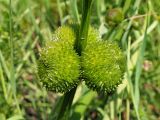 Sagittaria sagittifolia. Плоды. Ульяновская обл., Мелекесский р-н, окр. с. Приморское, выходящий к Черемшанскому заливу Куйбышевского водохранилища затопленный овраг, илистая отмель. 08.07.2023.