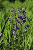 Polemonium caeruleum. Верхушки соцветий. Ленинградская обл., Лужский р-н, окр. дер. Кемка, дол. р. Луга, подошва коренного склона долины, крупнотравный луг с доминированием Phragmites australis и Cirsium oleraceum. 13.06.2024.