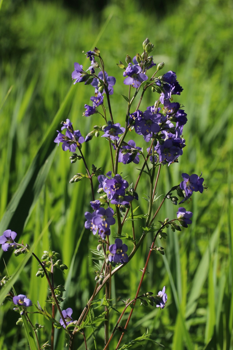 Image of Polemonium caeruleum specimen.