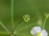 Alisma plantago-aquatica. Плод. Рязанская обл., Милославский р-н, балка Кочуровка, заболоченный участок. 2 августа 2024 г.