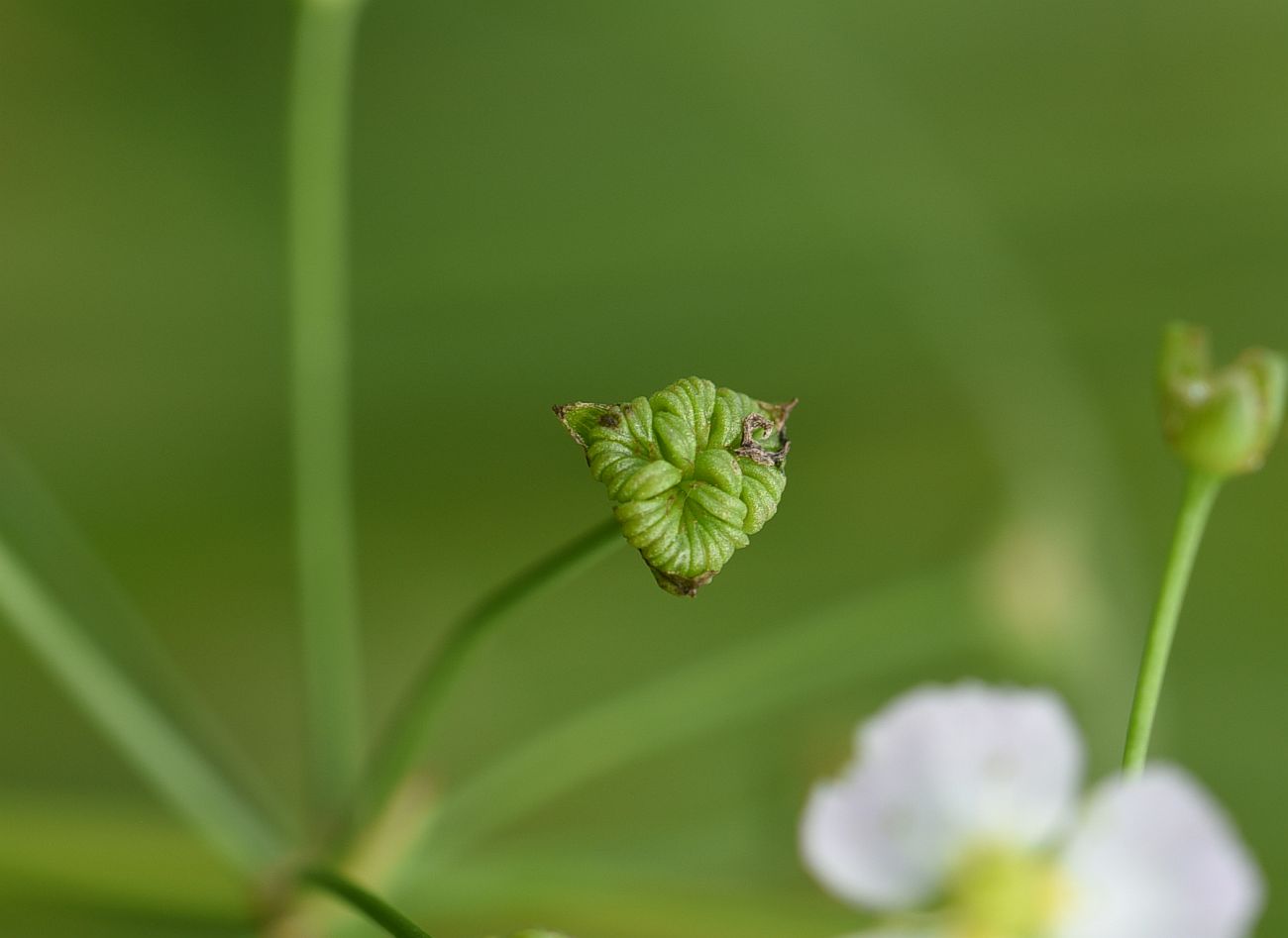 Image of Alisma plantago-aquatica specimen.