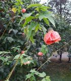 Abutilon × hybridum. Верхушка цветущего растения. Москва, Воробьёвы горы, Ботанический сад МГУ. 26.09.2024.