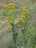 Hieracium robustum