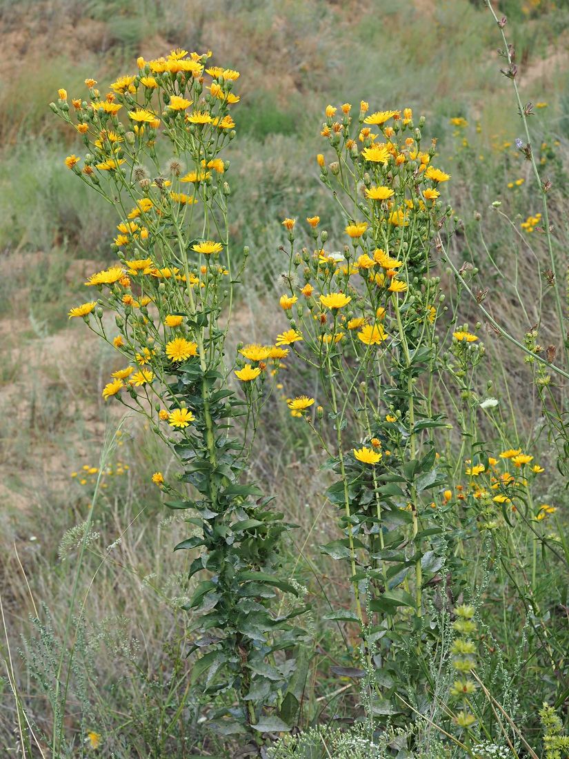 Изображение особи Hieracium robustum.