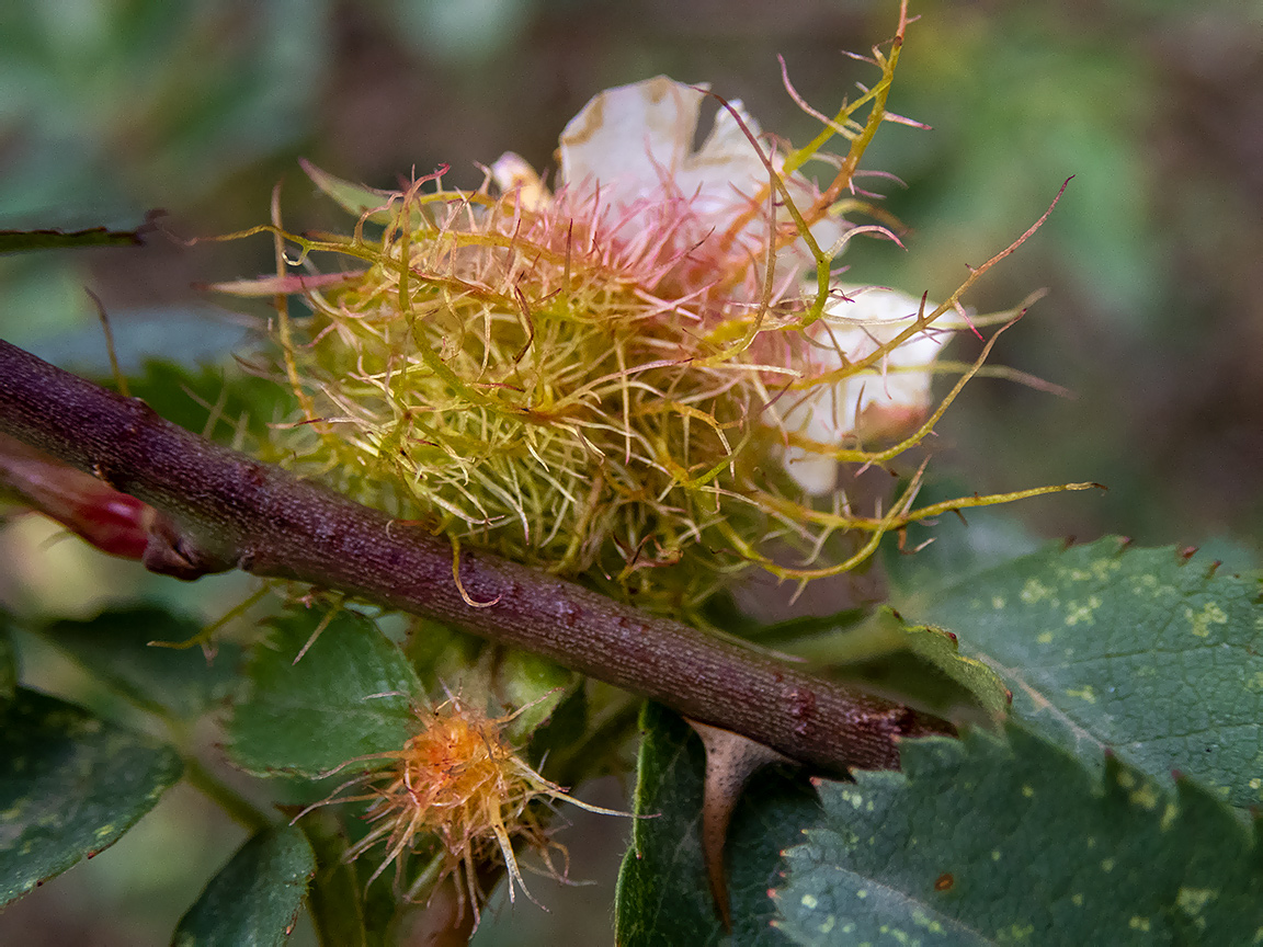 Image of Rosa corymbifera specimen.