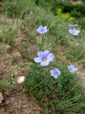 Linum pallescens. Верхушка цветущего растения. Казахстан, Туркестанская обл., Сырдарья-Туркестанский государственный региональный природный парк, Боралдайский филиал, ≈ 1150 м н.у.м., саванноидное сообщество. 16.05.2024.