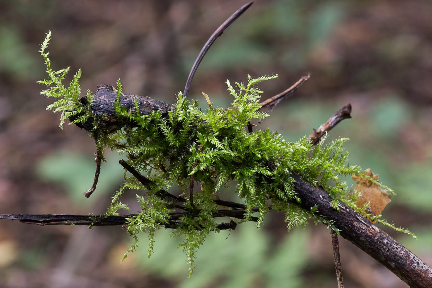 Image of familia Brachytheciaceae specimen.