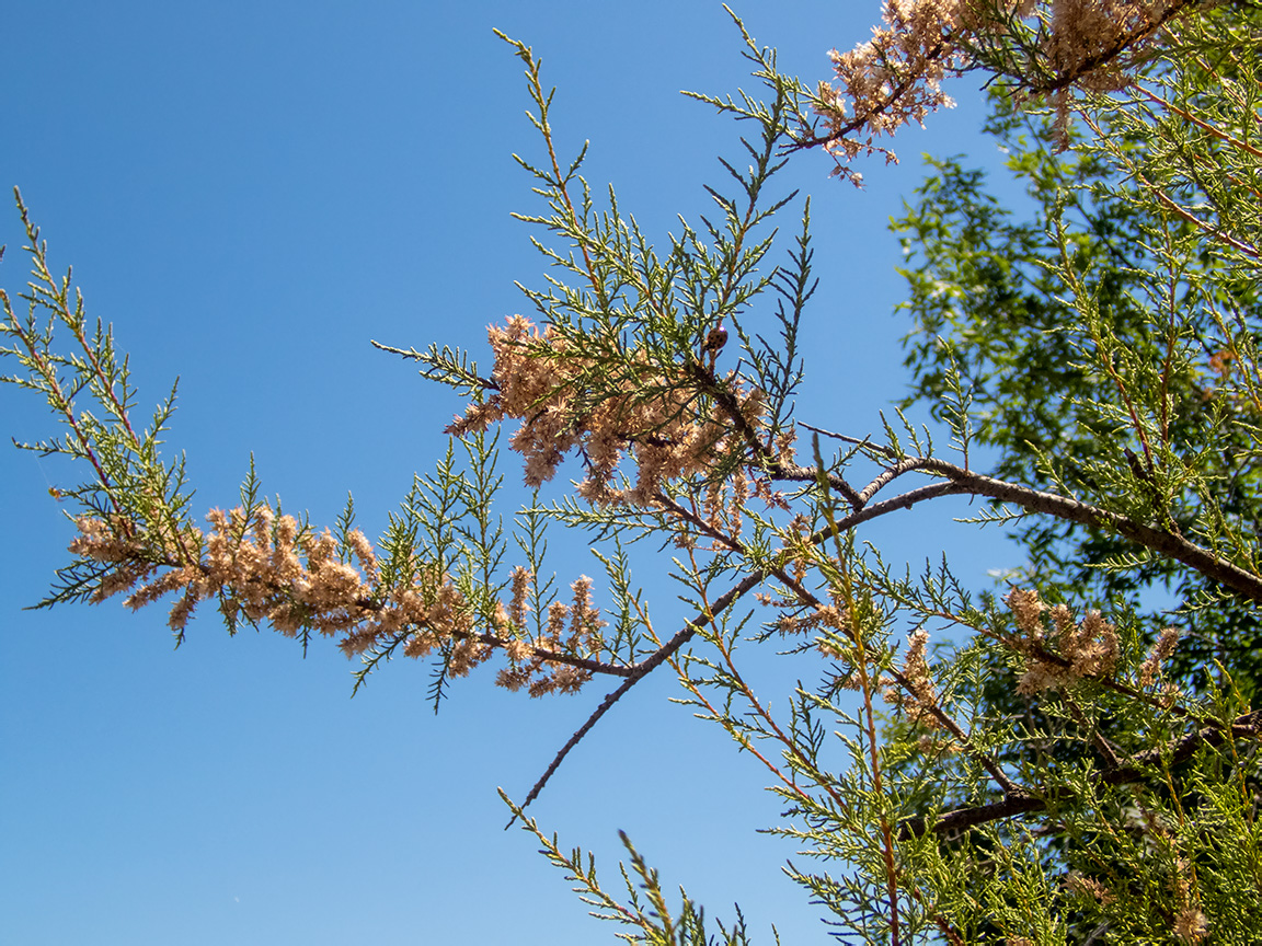 Image of Tamarix tetrandra specimen.