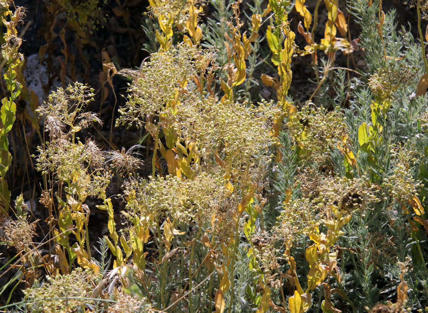 Image of Cardaria draba specimen.