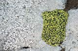 Rhizocarpon geographicum