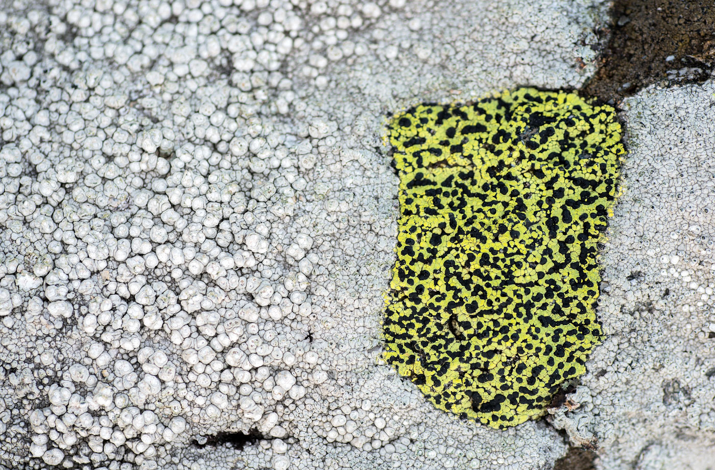 Image of Rhizocarpon geographicum specimen.