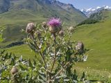 Cirsium balkharicum