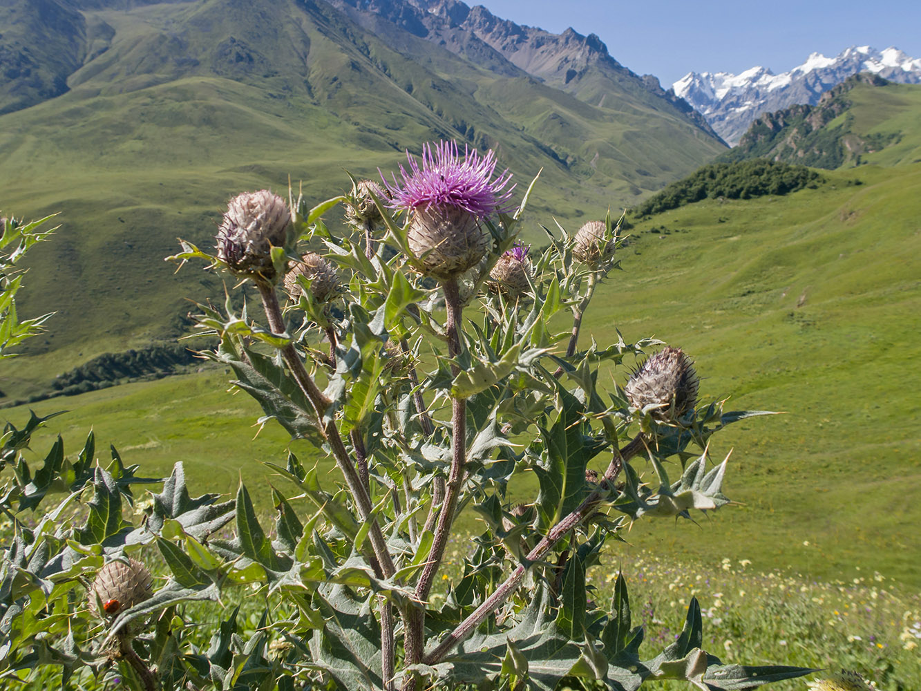 Изображение особи Cirsium balkharicum.