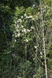 Salix pentandra