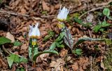 View full-size image Erythronium caucasicum